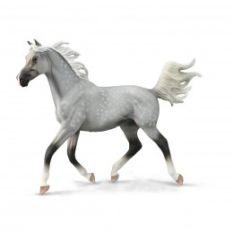 HALF ARABIAN STALLION...