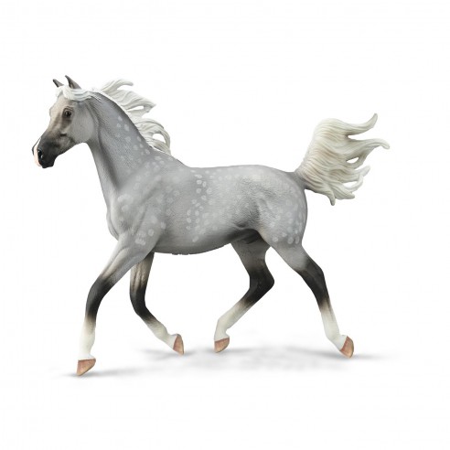 HALF ARABIAN STALLION DAPPLE GREY -...