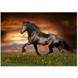 PUZZLE 1000 CABALLO AL... 2