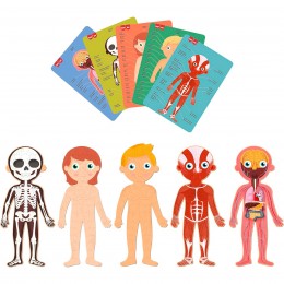 HUMAN BODY PUZZLE 240... 2