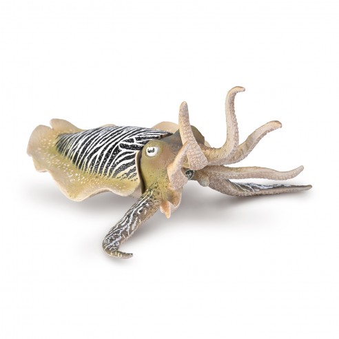 COMMON CUTTLEFISH -XL -COLLECTA