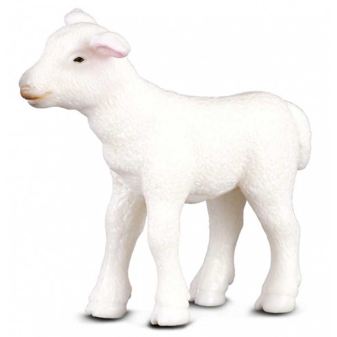 CORDERO -S- 88009 COLLECTA