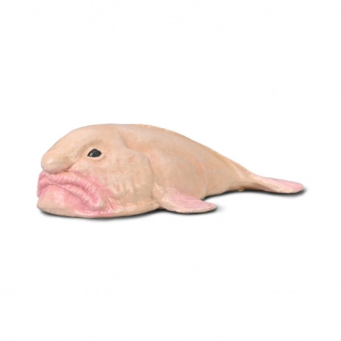PEZ BORRÓN -M- 80037 COLLECTA