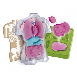 KIT ANATOMÍA SQUISHY ORGANS... 2