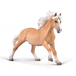 HAFLINGER STALLION...