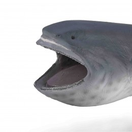 TIBURÓN BOCA ANCHA... 2