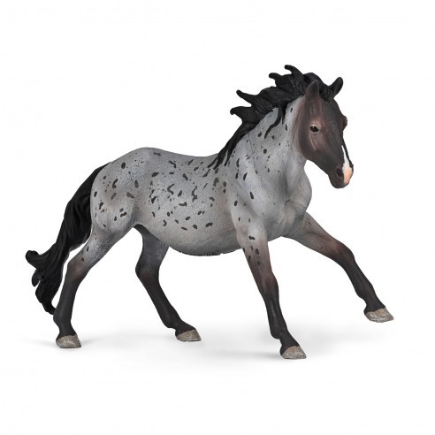 BLUE NOKOTA ROAN STALLION...