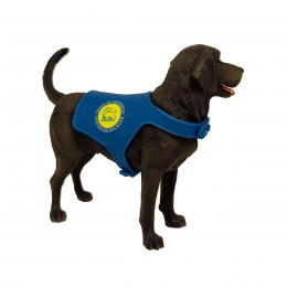 CHOCOLATE LABRADOR... 2