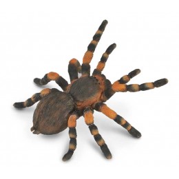 MEXICAN REDKNEE TARANTULA