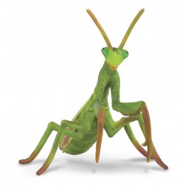 PRAYING MANTIS