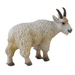 CABRA MONTES HEMBRA -M-...