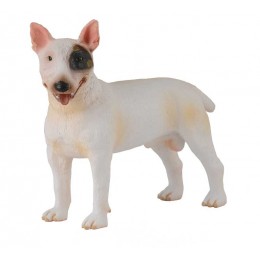 BULL TERRIER - MALE
