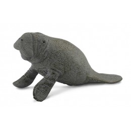 MANATEE CALF - SITTING