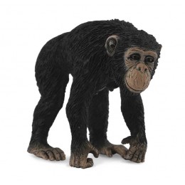 CHIMPANZEE FEMALE