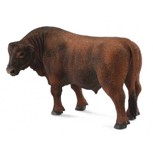 Red Angus bulls -L