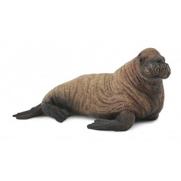 WALRUS CALF