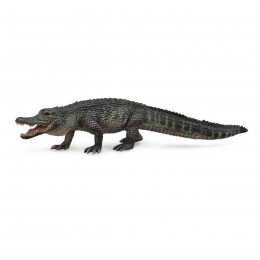 AMERICAN ALLIGATOR