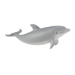 BOTTLENOSE DOLPHIN CALF