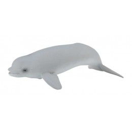 BELUGA CALF