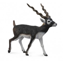 BLACKBUCK