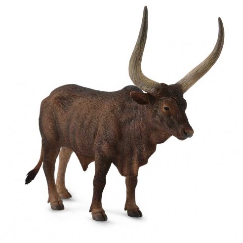 ANKOLE-WATUSI BULL