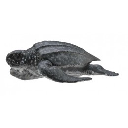 LEATHERBACK SEA TURTLE