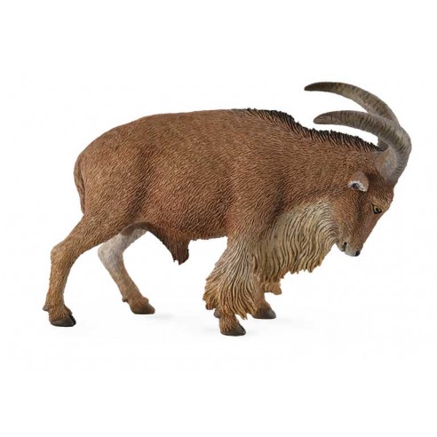 BARBARY SHEEP