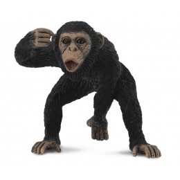 CHIMPANZEE MALE
