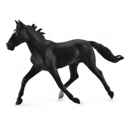 SEMENTAL PACER DE RAZA...