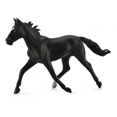 STANDARDBRED PACER STALLION - BLACK