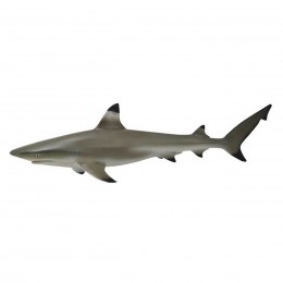 BLACKTIP REEF SHARK