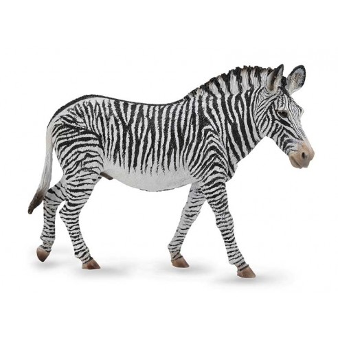 GREVY'S ZEBRA