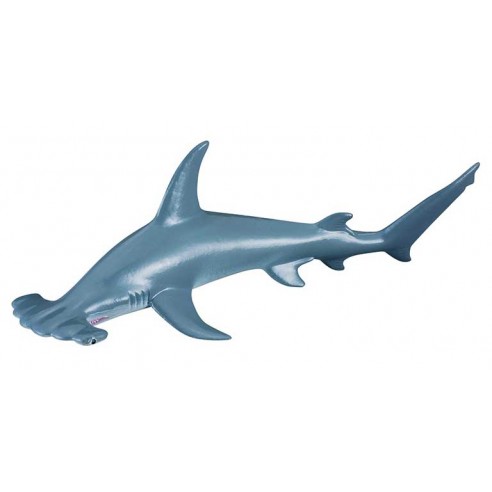 SCALLOPED HAMMERHEAD SHARK