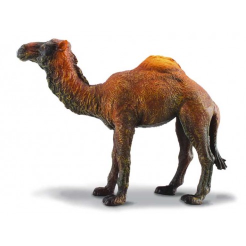 DROMEDARY CAMEL