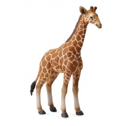 RETICULATED GIRAFFE CALF