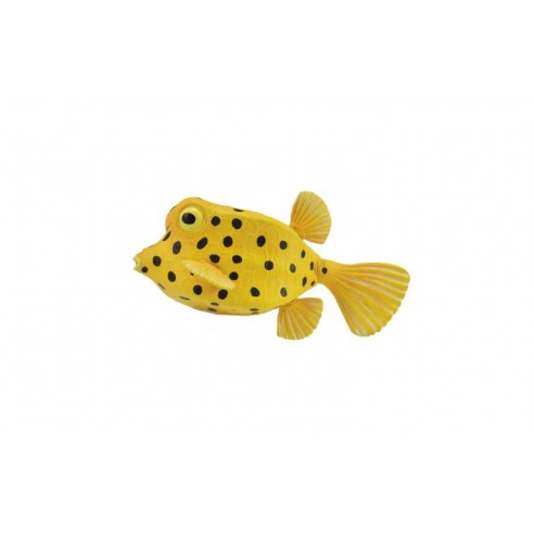 BOXFISH