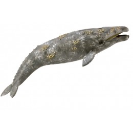GRAY WHALE