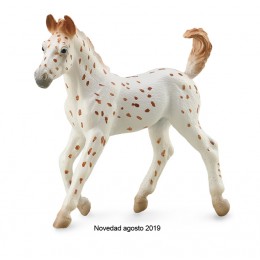 KNABSTRUPPER FOAL - LEOPARD...