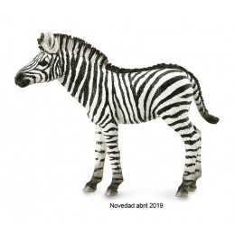 ZEBRA FOAL