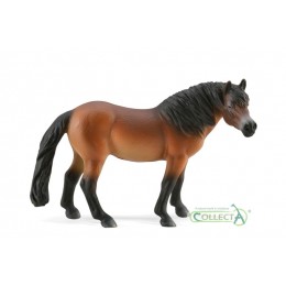 EXMOOR PONY STALLION