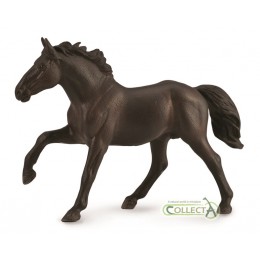 NONIUS STALLION