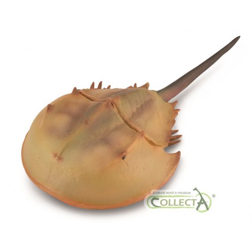 HORSESHOE CRAB