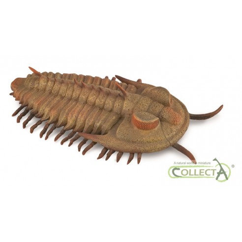 REDLICHIA REX TRILOBITE