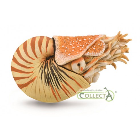 NAUTILUS POMPILIUS - XL - 88907 -...