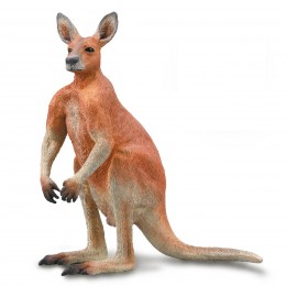 RED KANGAROO - MALE