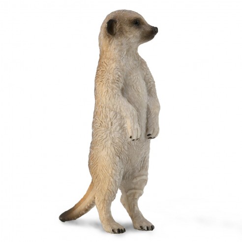 SURICATA -  S -  88913 - COLLECTA