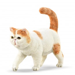 GATO EXOTICO PELO CORTO -...