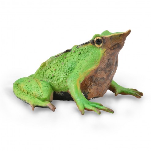 DARWIN'S FROG