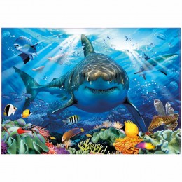 500 GREAT WHITE SHARK... 2